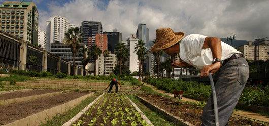  Kentsel Tarım ve FAO