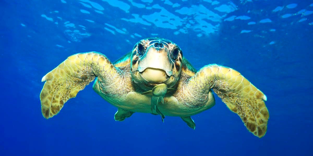Yeşil Deniz Kaplumbağası Artık Uydudan İzleniyor
