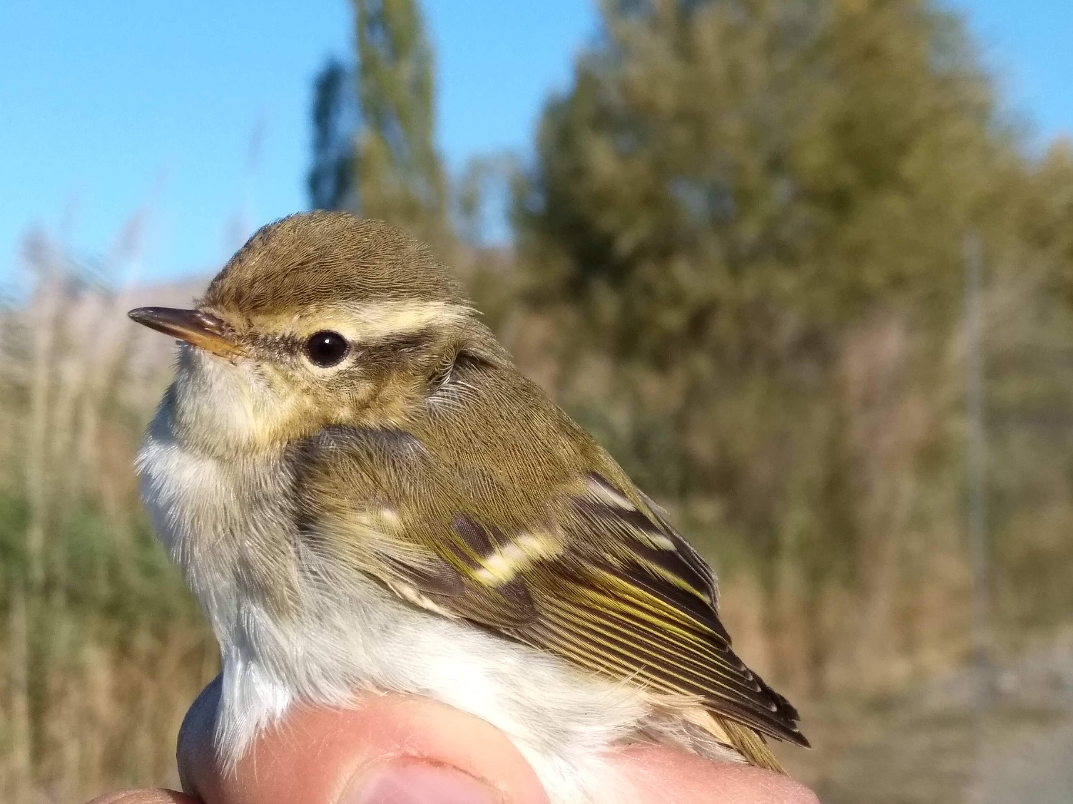 Sarı Kaşlı Çıvgın: Aras Nehri’nde Yeni Bir Kuş Türü Bulundu