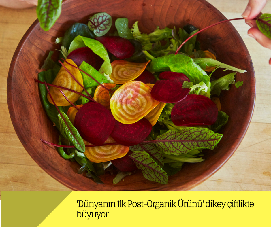 Dünyanın İlk Post-Organik Ürünü’ dikey çiftlikte büyüyor