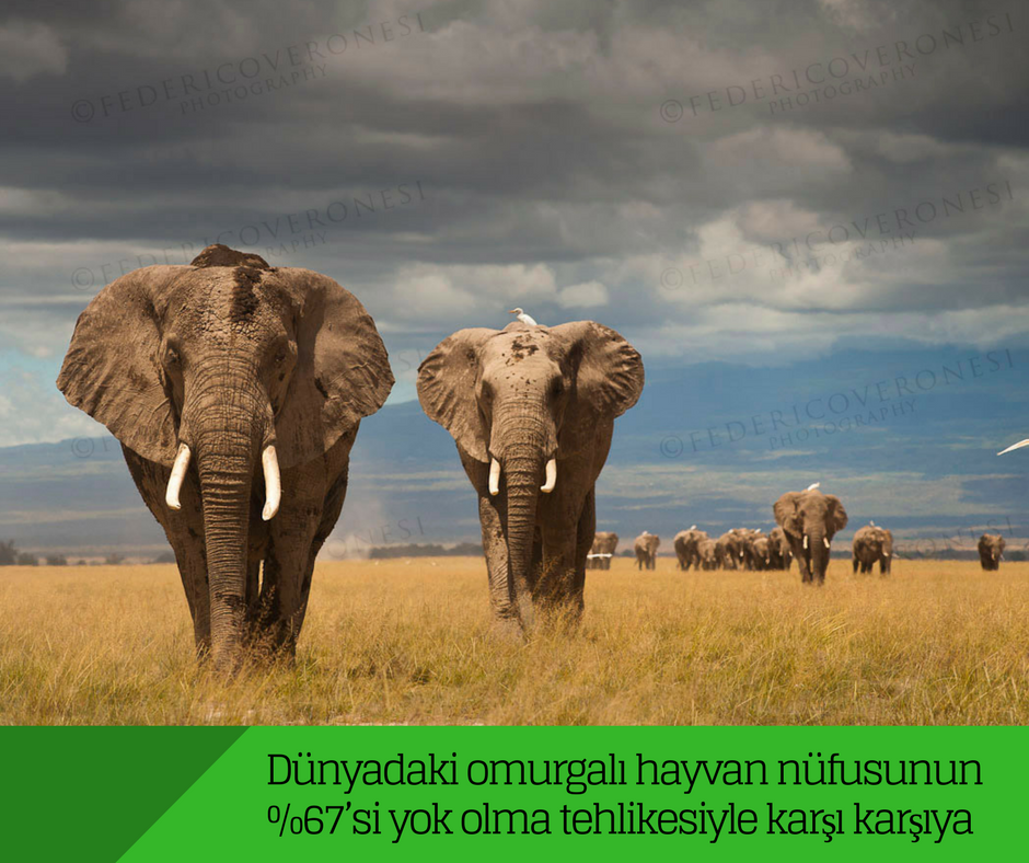 Dünyadaki omurgalı hayvan nüfusunun %67’si yok olma tehlikesiyle karşı karşıya Dünyadaki omurgalı hayvan nüfusunun %67’si yok olma tehlikesiyle karşı karşıya