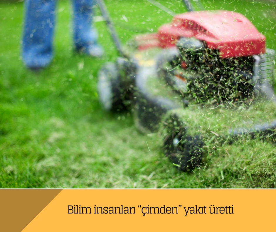 Bilim insanları “çimden” yakıt üretti