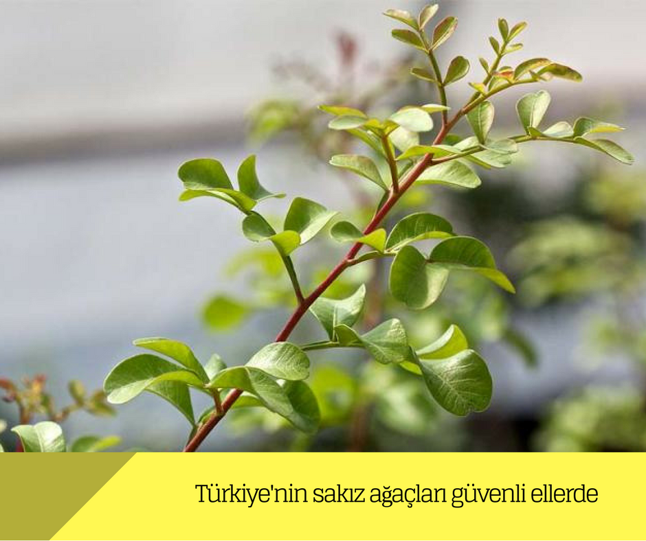 Türkiye’nin sakız ağaçları güvenli ellerde
