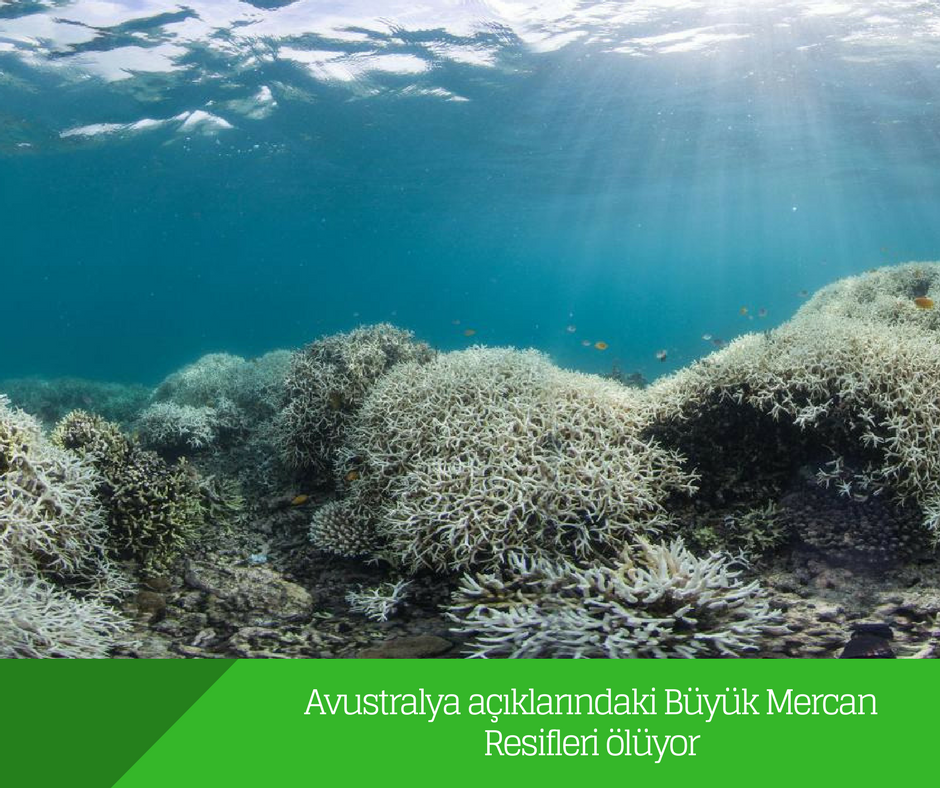 Avustralya açıklarındaki Büyük Mercan Resifleri ölüyor
