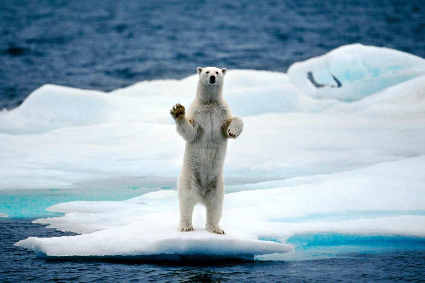 29-polar-bear-climate-change.w710.h473.2x
