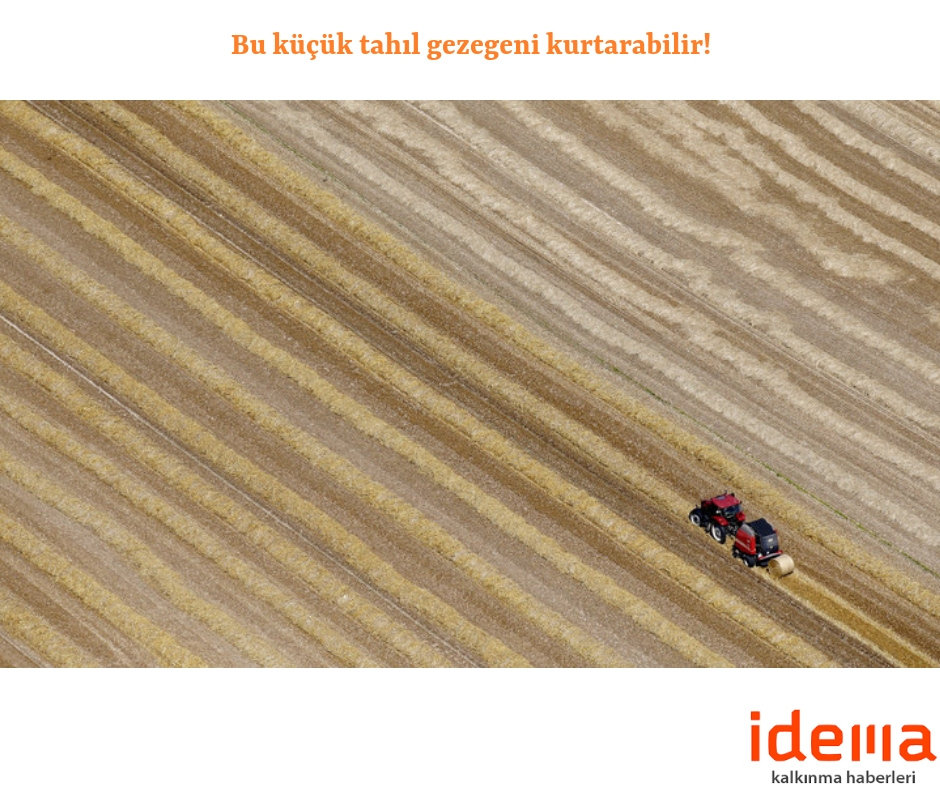Bu küçük tahıl gezegeni kurtarabilir!