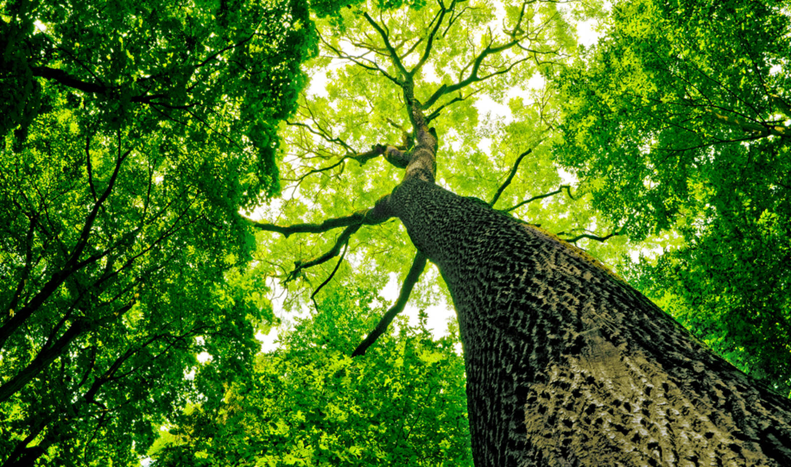Meksika Hava Kirliliğiyle Mücadele İçin 18 Milyon Ağaç Dikecek