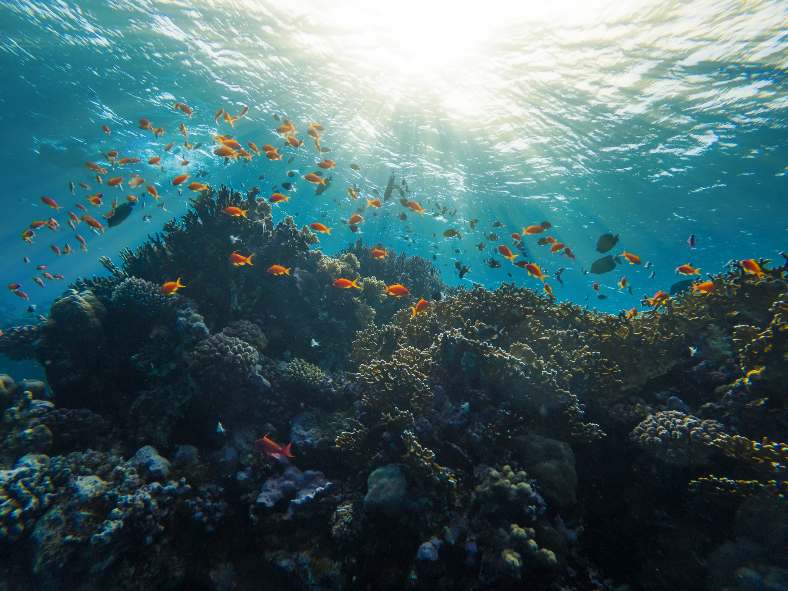 Turquoise Coast Environment Fund-Türkiye 2023 dönemi başvuruları açıldı